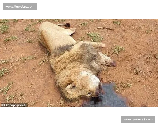 南非雄狮碾压野蛮人队,友谊赛狂揽 35 分创纪录 南非雄狮碾压野蛮人队,友谊赛狂揽 35 分创纪录